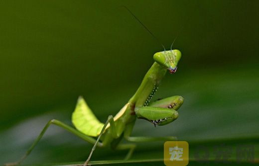 螳螂吃什么？螳螂吃什么食物？