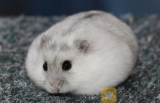 银狐仓鼠不能喂哪些食物？