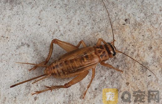 蟋蟀吃什么？家养的蟋蟀吃什么食物？
