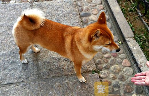 土狗握手如何训练？