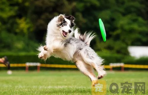 宠物狗狗接飞盘怎么训练？