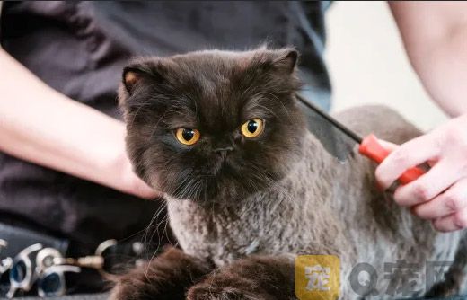 平时给猫咪修剪尾巴需要注意哪些事项？