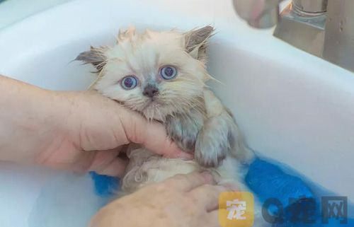 宠物猫可以用人的洗发水吗？