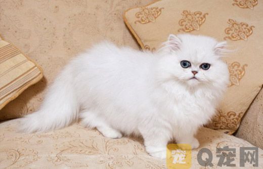 金吉拉身上的毛团如何解开？