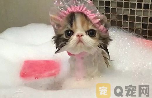 你知道小猫洗澡水的温度吗？