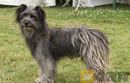 如何训练比利牛斯牧羊犬定点大小便？