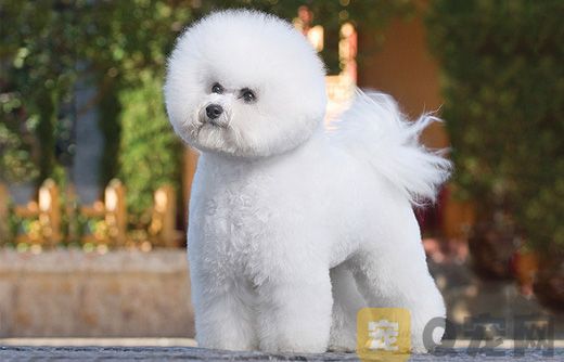 比熊犬感冒怎么办 比熊犬感冒治疗方法