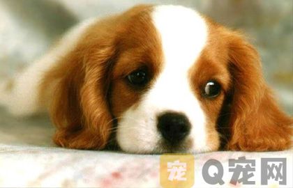 狗狗肺炎症状 狗狗肺炎能治好吗？
