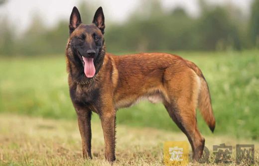 马里努阿犬怎么它训练不乱咬人？