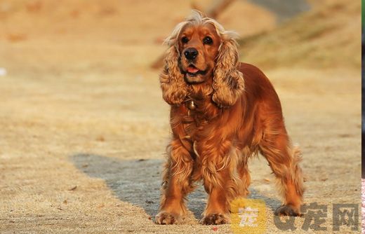 英国玩具猎鹬犬训练要注意什么？(图1)