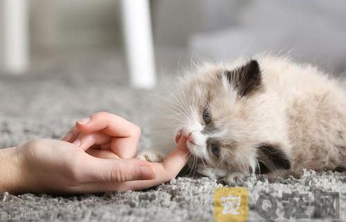 宠物猫眼睛发炎到底怎么办？