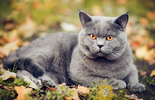 南京猫舍英国短毛猫的价格趋势！(图1)