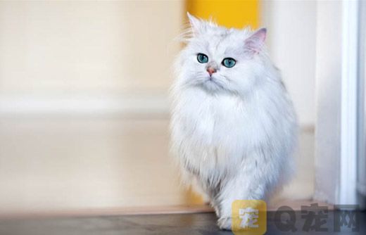 为什么养金吉拉的人不多？金吉拉猫贵不贵？
