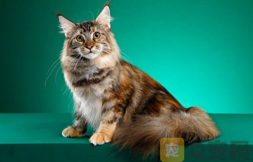 广州正规猫舍纯种缅因猫价格多少钱？