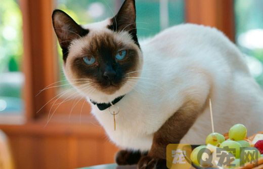 浅谈暹罗猫纯种血统猫舍价格！