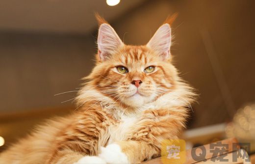 福建省缅因猫纯种价格多少钱？(图1)