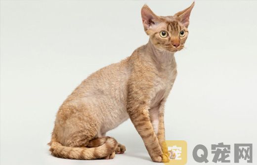 吉林纯种德文卷毛猫实体猫舍标价多少？