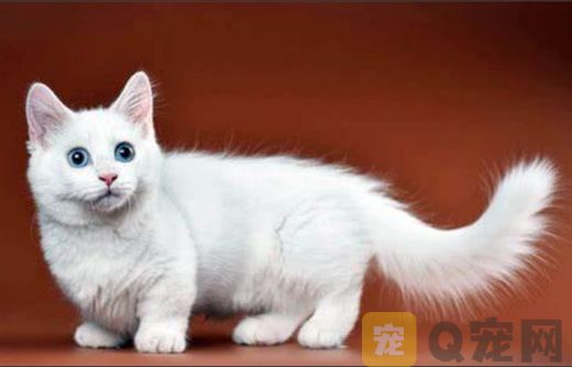 养猫小资讯：关于曼基康矮脚猫知识理论！