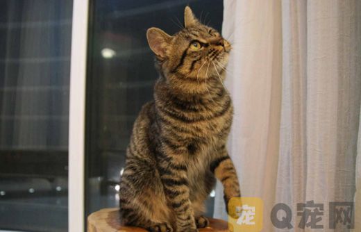 养猫懂得哪些喂养技巧，一定要看这篇文章！