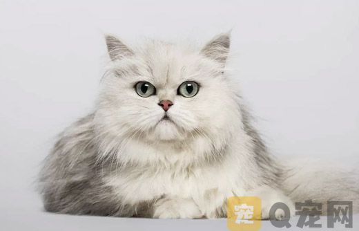 2021年杭州纯种银渐层宠物猫价格！(图1)