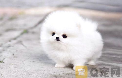 博美胆小怎么办？