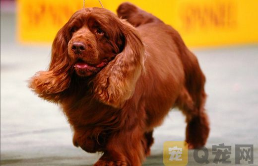 如何训练苏塞克斯猎犬叼报纸？