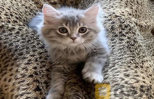 定期猫咪修剪腿毛需要注意什么？