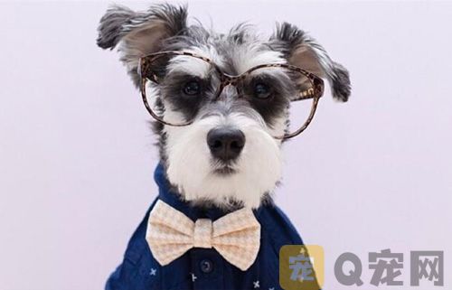如何训练调皮的狗狗？