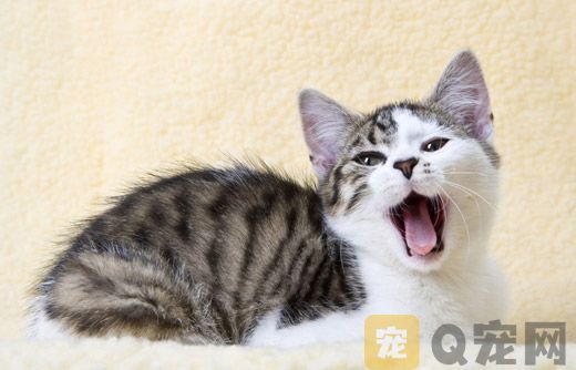 给猫猫多久剪一次趾甲合适？