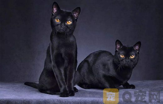 四川孟买猫纯种猫咪多少钱？