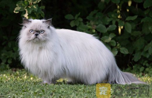 宠物猫价格：波斯猫行情趋势！