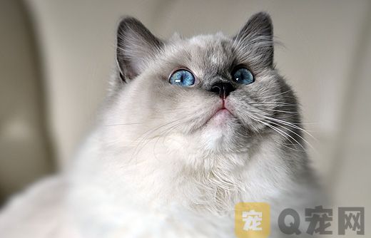 杭州宠物猫专卖店银渐层明码标价！(图1)