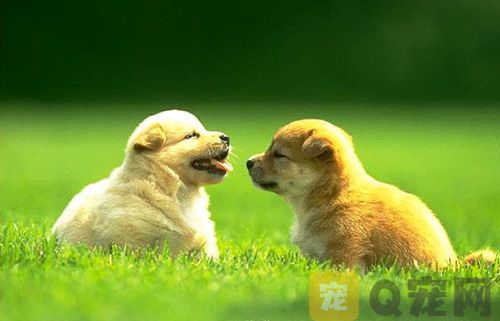 给宠物狗驱虫要注意什么问题？
