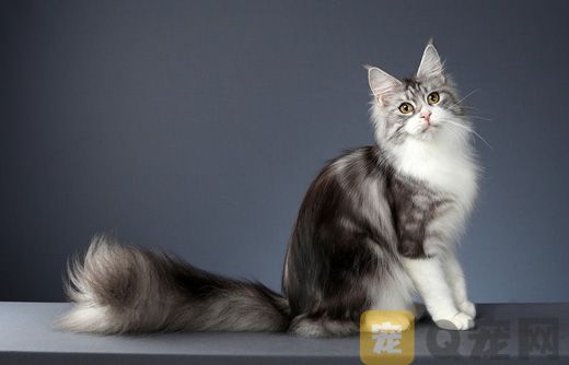 宠物猫市?。悍鹕矫逡蛎ǘ嗌偾恢?