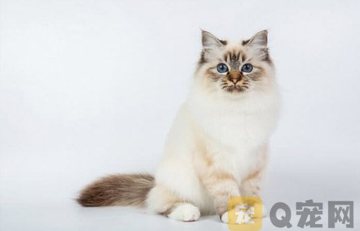 2021年广东宠物猫专卖店银渐层猫咪价格行情！(图1)