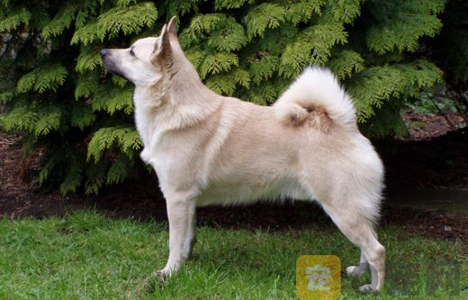 怎么训练挪威布哈德犬看家？(图1)