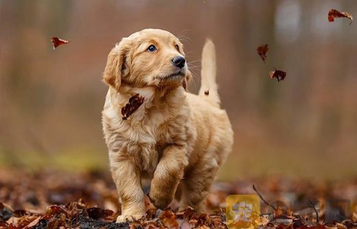 如何训练金毛寻回犬？