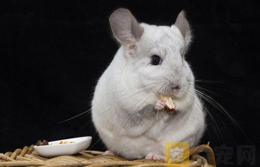 哪些食物更受龙猫喜爱？
