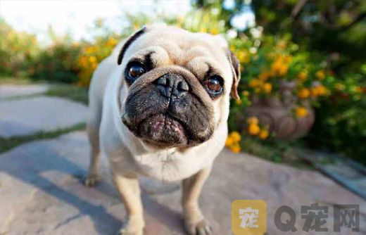 巴哥犬吐了，是怎么回事？