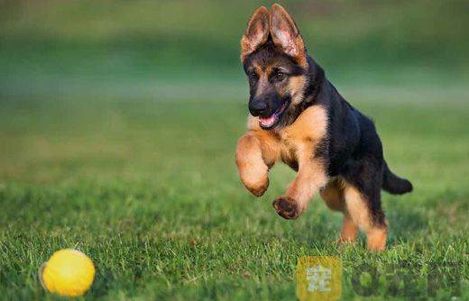 德国牧羊犬训练捡东西怎么训？
