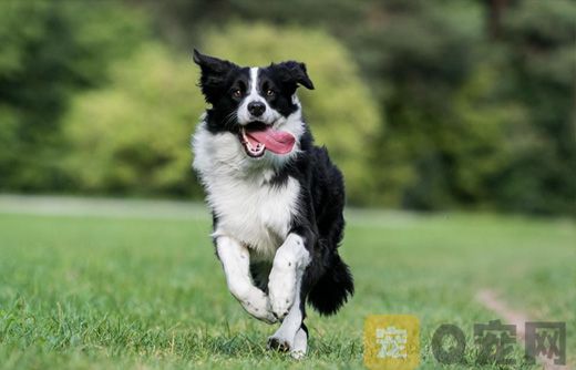 边境牧羊犬怎么训练握手？