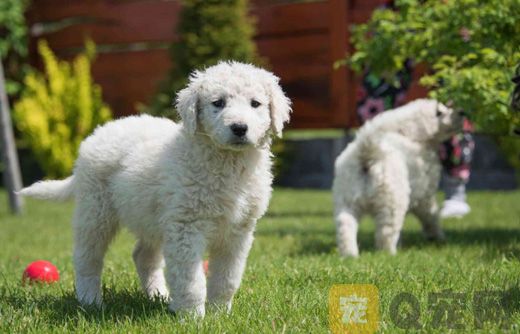 库瓦兹犬坏习惯怎么纠正？