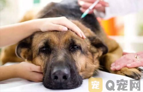 狗狗伤口化脓几天能好？