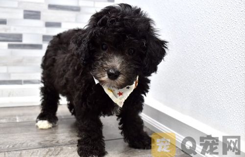 泰迪为什么会便血，需要注意什么？