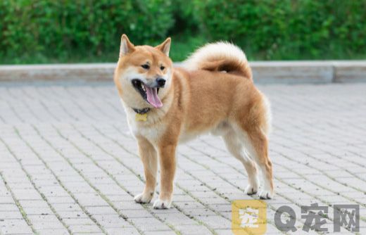 怎么训练土狗？
