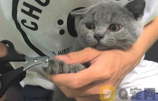如何正确的给猫咪剪毛发？