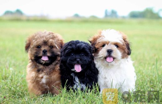 泰迪犬的智商高吗？狗狗当中排第几？