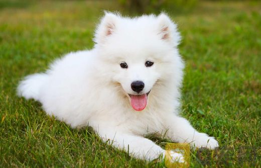 萨摩耶幼犬的有什么喂养方法？