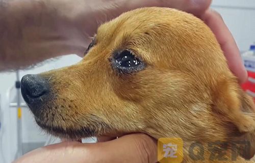 狗狗太瘦了是什么原因？