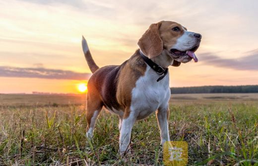 比格犬怎么打疫苗？